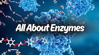 All About Enzymes in 10 Minutes [upl. by Aliuqehs780]