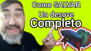 Como cambio de agua a los bettas de 7 dias de nacidos Bettaclubargentina [upl. by Ab]