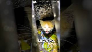 Kitten Stuck In Sewage For 3 Days Cries For Humans ❤️cat catshorts catlife [upl. by Grand]