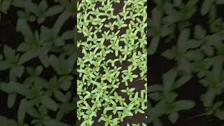 Baby plants  seed prapogation winterplants youtubeshort garden smile gardening [upl. by Semmes]