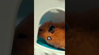 MI HAMSTER se comió algo¡¡¡¡ yeggie hamsters endoscopicspinesurgery doctor sick viralshorts [upl. by Shauna]