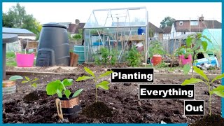 Planting Out The Brassicas Bean Pole Structure amp Bedding Plants  ALLOTMENT LIFE VLOG 14 [upl. by Hastings]