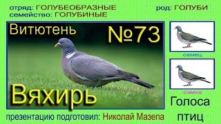 Вяхирь Витютень Голубь Голоса птиц [upl. by Cirek]