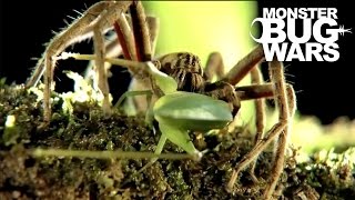 Black Tailed Scorpion vs Red Thighed Wandering Spider  MONSTER BUG WARS [upl. by Eissen]