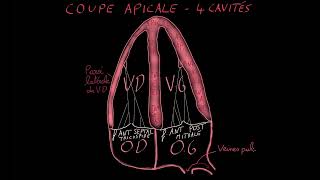 Echographie cardiaque  fenêtres  partie 2 [upl. by Nylatsyrk]