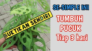 Tips dan Trik LENGKAP CARA MERAWAT JANDA BOLONG RIMBUN daunnya dalam SEKEJAP  BUKTIKAN sendiri [upl. by Irrab779]