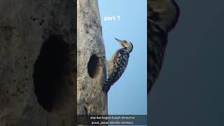 The Fulvousbreasted Woodpecker education birds nature wildlife phonescoping shorts [upl. by Cymbre275]