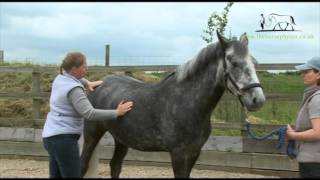 Initial Horse Physiotherapy Assessment with The Horse Physio [upl. by Ynnhoj952]