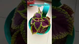 Colias humare garden ki khubsurti gardening plants jiya home gardening shorts [upl. by Lenod998]