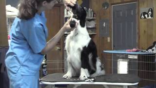 English Springer Spaniel Grooming Part 1 [upl. by Carlene]