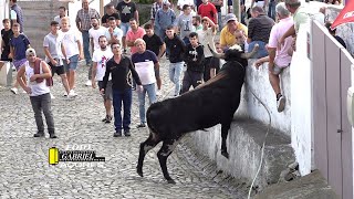 Tourada Canada das Mercês Feteira 110 2023 FP Açores [upl. by Ahsennek]