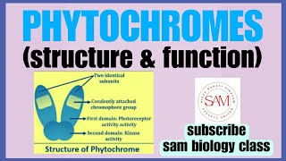 PHYTOCHROME STRUCTURE ampFUNCTION for CSIRNETamp GATESAM BIOLOGY CLASS [upl. by Enisamoht920]