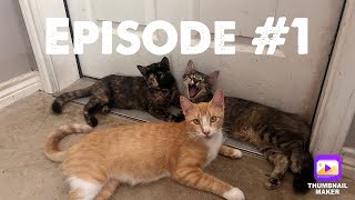 Episode 1  An Introduction Kittenish Kittens [upl. by Niehaus162]