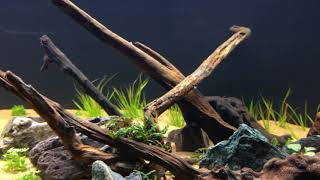 Preview of new 40 gallon breeder high tech planted tank [upl. by Eirallih222]