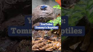 POISON DART FROG🎯🐸poisondartfrog dartfrog frog frogs amphibians reptileroom pets fyp [upl. by Eile662]