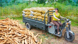 Use 3wheeled Vehicle Harvesting Cassava Roots Goes To Sell To Villagers  Phuong Free Bushcraft [upl. by Cusack132]