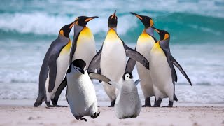 Funny penguins🤣Funny Videos 2022  Its impossible not to laugh with them [upl. by Assetniuq]