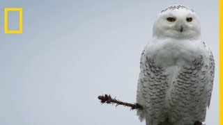 Lattaque silencieuse mortelle du harfang des neiges [upl. by Eilegna]