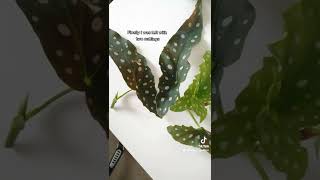 ✂️ Polkadot Begonia propagation 🌱 [upl. by Dwayne]