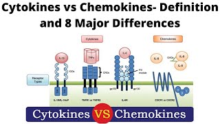 Cytokines vs Chemokines Definition and 8 Major Differences [upl. by Ylla]