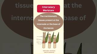 Types of Meristematic Tissues plantanatomybotany biology [upl. by Farny]