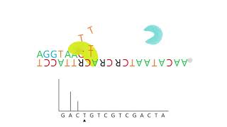 Animation pyrosequencing reaction [upl. by Lilly]