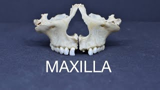 MAXILLA [upl. by Ahsaelat]