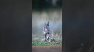 The Iberian lynx Lynx pardinus survivalofthefittest wildlife coevolution interspecific [upl. by Damara]