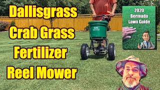 Dallisgrass in Bermuda Lawn  Summer Lawn Care Tips [upl. by Initsed]