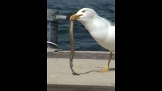 facts about seagull seagull birdsfacts weirdbirds shortsvideo gyaane viral [upl. by Yeslehc]