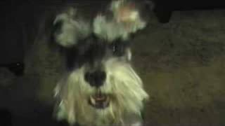 Miniature Schnauzer Talking to me [upl. by Ycnej]