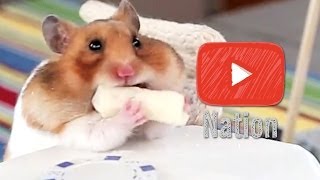 MC Hamster 2 Legit 2 Quit Eating Tiny Burritos  YouTube Nation  Thursday [upl. by Maisie]