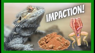 Does Loose Substrate Cause Impaction In Bearded Dragon’s And Other Fossorial Reptiles [upl. by Nylissej]