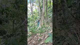 Cutting of falcata tree p 2 [upl. by Libenson360]