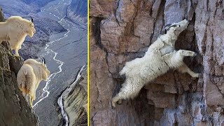 How Mountain Goats Walk On Sheer Cliffs Subduing Gravity [upl. by Rema]