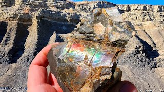 AMMOLITE Iridescence amp Crystals Baculites Rockhounding [upl. by Tamqrah]