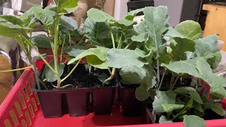 Giving Away Some Starter Plants for Fall Gardening [upl. by Sharyl]