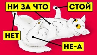 15 вещей которые кошки не любят но не могут об этом сказать [upl. by Niknar502]