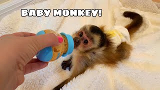 NEW BABY MONKEY AT MY HOUSE WHERED HE COME FROM [upl. by Mailli]