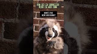 Get Rid of Raccoons Joke of the Day shorts [upl. by Bigford]