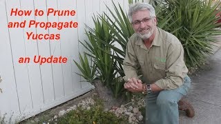 Yucca Pruning and Propagation Update [upl. by Selfridge1]