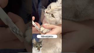 The Easiest Way To Trim Cat Nails ✂️🐱 [upl. by Acey]