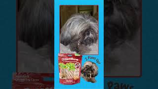 DreamBoneChews Maisey loves dream bones shihtzu puppy dog doglover dogtreats cute [upl. by Mahoney]