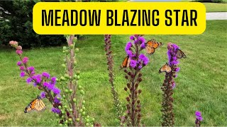 The Ultimate Monarch Magnet Meadow Blazing Star [upl. by Sessler]