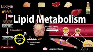 Lipid Fat Metabolism Overview Animation [upl. by Anaiuq90]