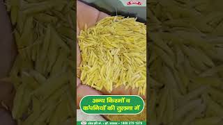 Dayal Basmati Paddy Seed II दयाल बासमती धान बीज  अब नए अवतार में shortsvideo shorts [upl. by Einrae]