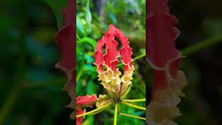 නියගලා මල  Gloriosa Superba 🌹 🌺natureinlifes flowers [upl. by Navis310]