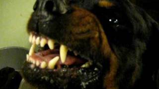 Diesel our dangerous rottweiler [upl. by Atiuqal]