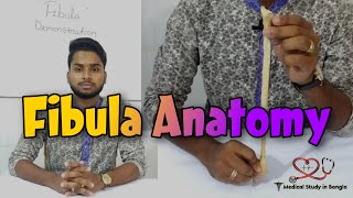 Fibula anatomy in bangla  parts attachment ossification  Medical Study In Bangla [upl. by Nedla991]