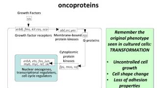 Virology 2013 Lecture 19  Transformation and oncogenesis [upl. by Reema]